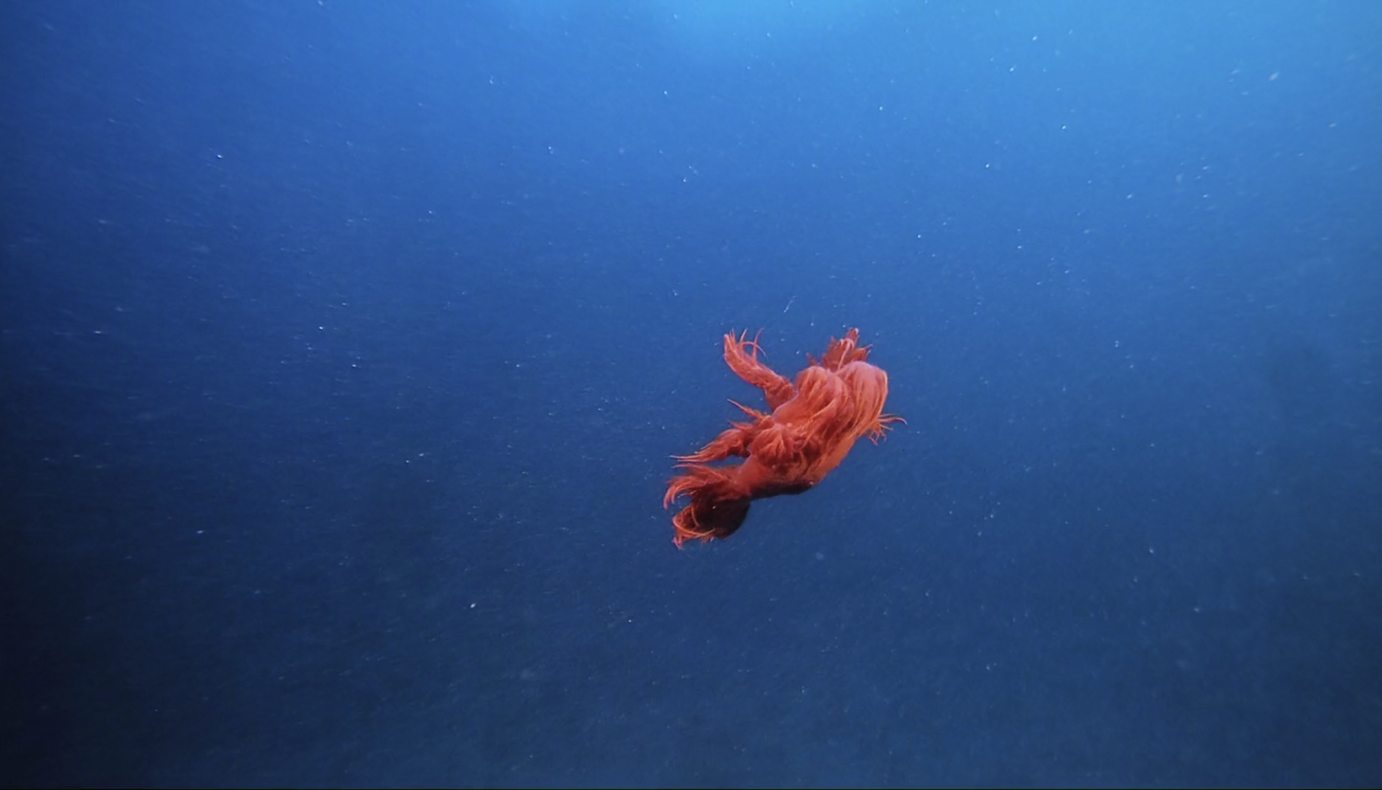 深海猎奇 Deep Sea